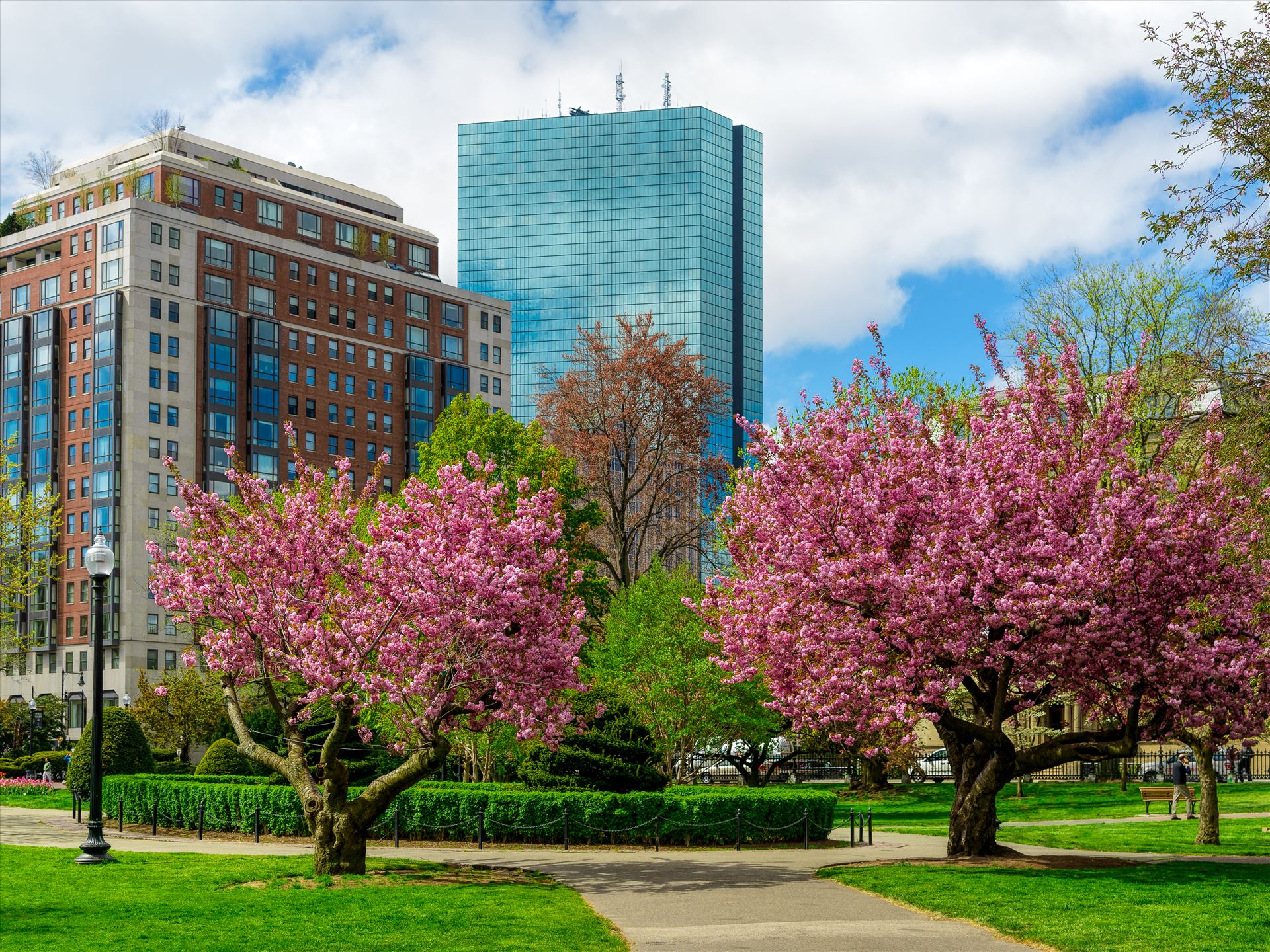 Trees show their beautiful spring color in the historic Boston Public Garden in Boston, Massachusetts -  by New England Photography